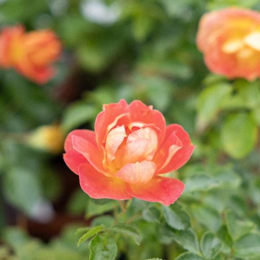 Bodendeckerrose<br>Bienenweide Mango